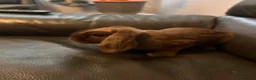 Mixed Breed rabbits for sale: Mini lop x Dutch x Netherlands dwarf  - Advert 1
