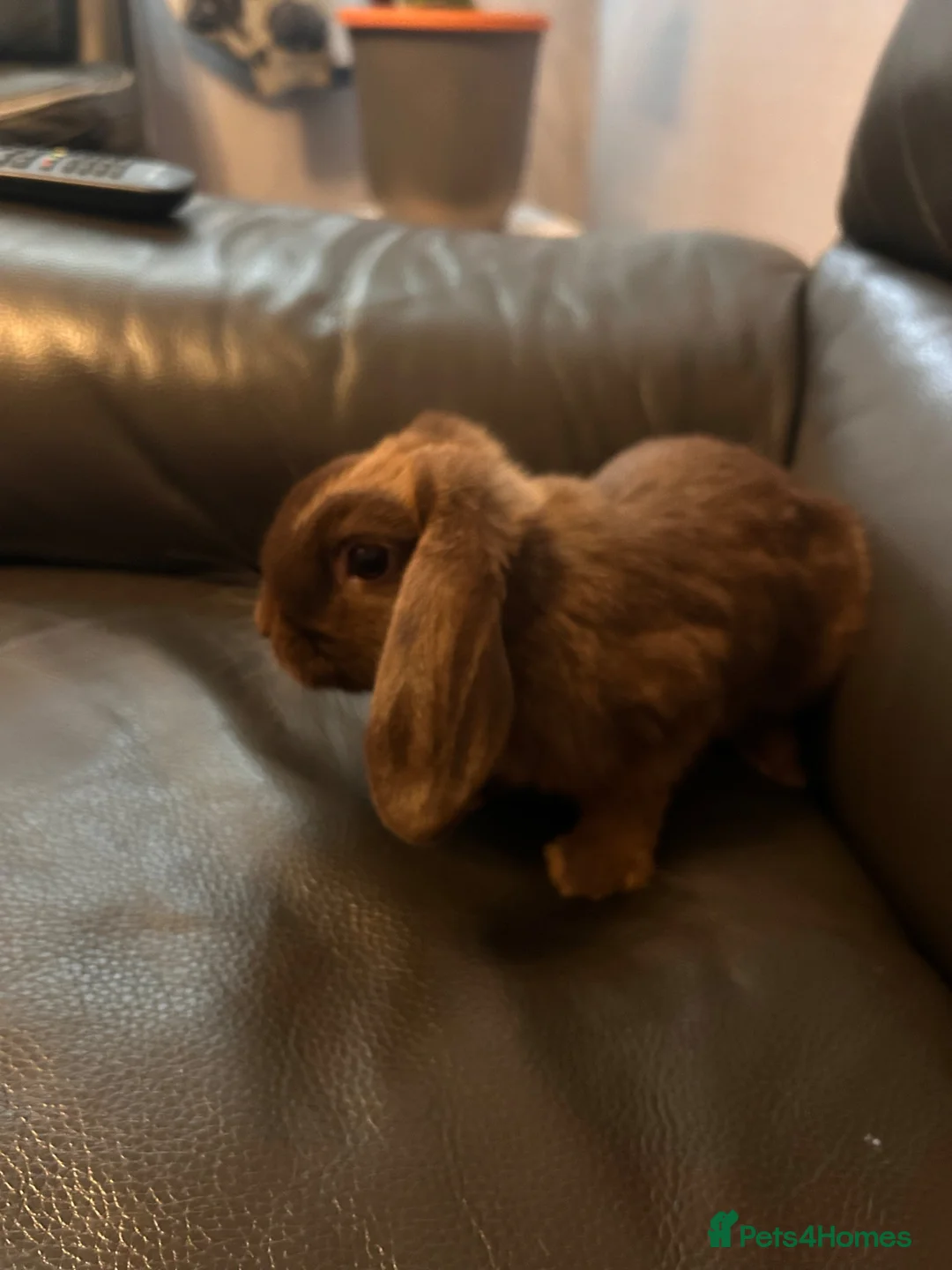 Mixed Breed rabbits for sale: Mini lop x Dutch x Netherlands dwarf  - Advert 1