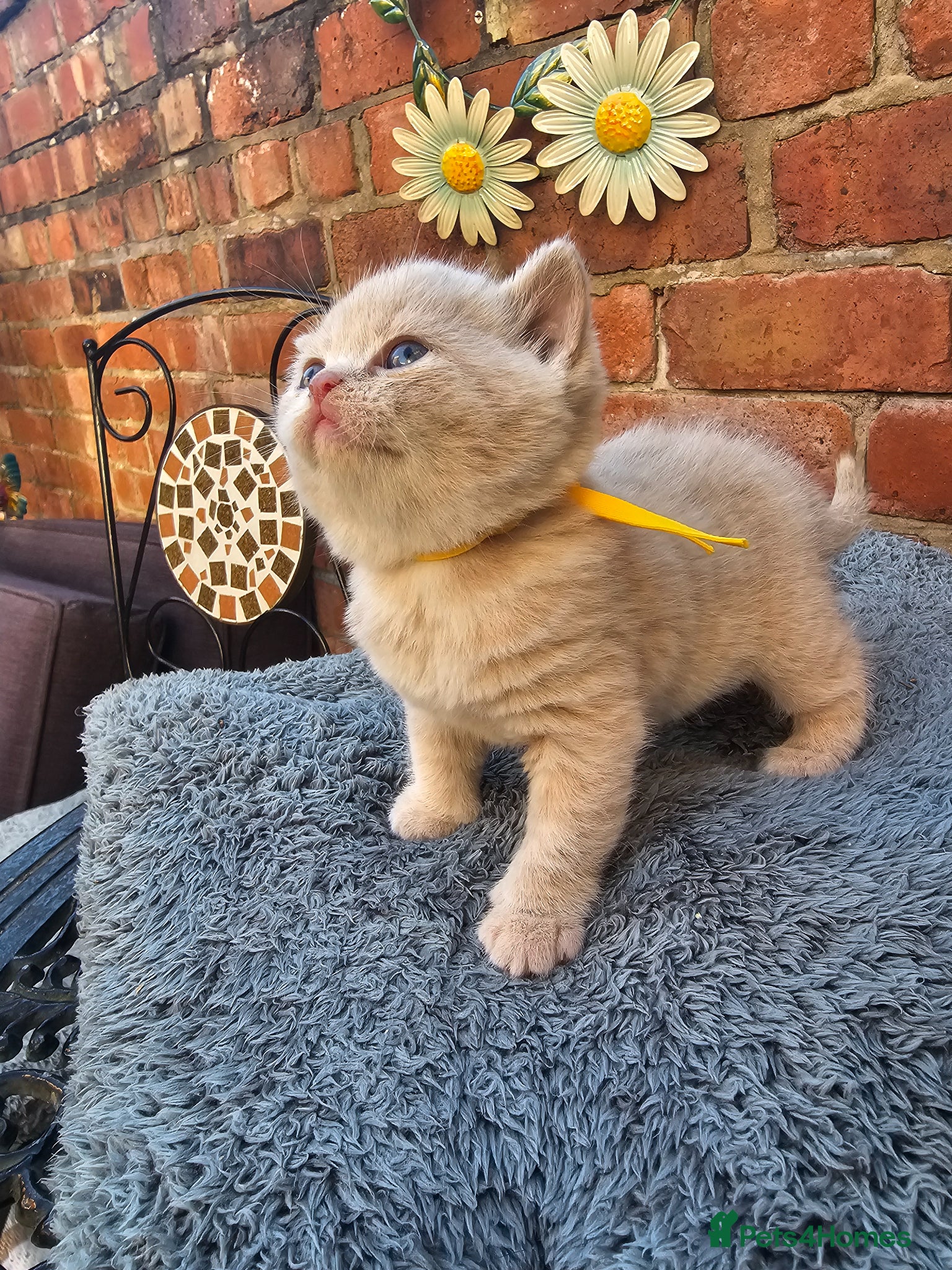 British Shorthair cats British Shorthair kittens - Advert 2