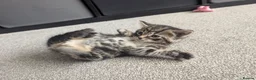 Mixed Breed cats for sale: Scottish straight, turquoise shell adorable 🥰  - Advert 6