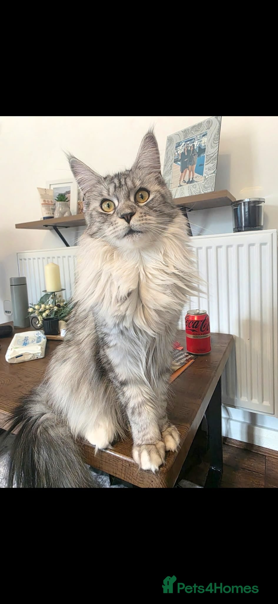 Maine Coon cats TICA Reg 14 Month old Maine Coon female - Advert 3