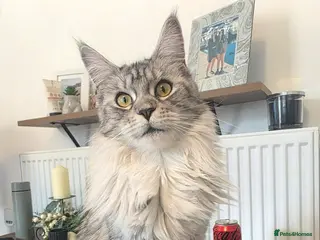 Maine Coon cats TICA Reg 14 Month old Maine Coon female - Advert 2