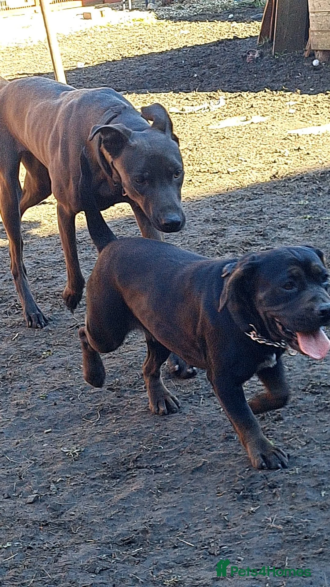 Mixed Breed dogs for sale: Female French Bulldog x Cocker spaniel  - Advert 3