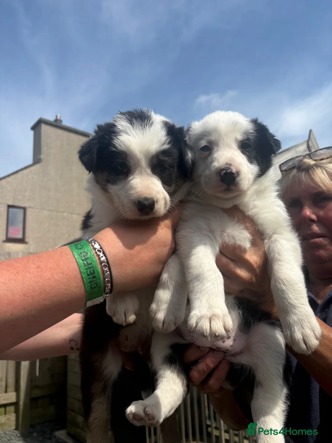 Border Collie dogs for sale: Border Collie Puppies - Advert 8