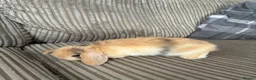 Mini Lop rabbits for sale: Mini lop babies - Advert 7