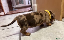 Dachshund dogs for sale: READY TO GO Dachshund Puppies dapple+chocolate - Image 4