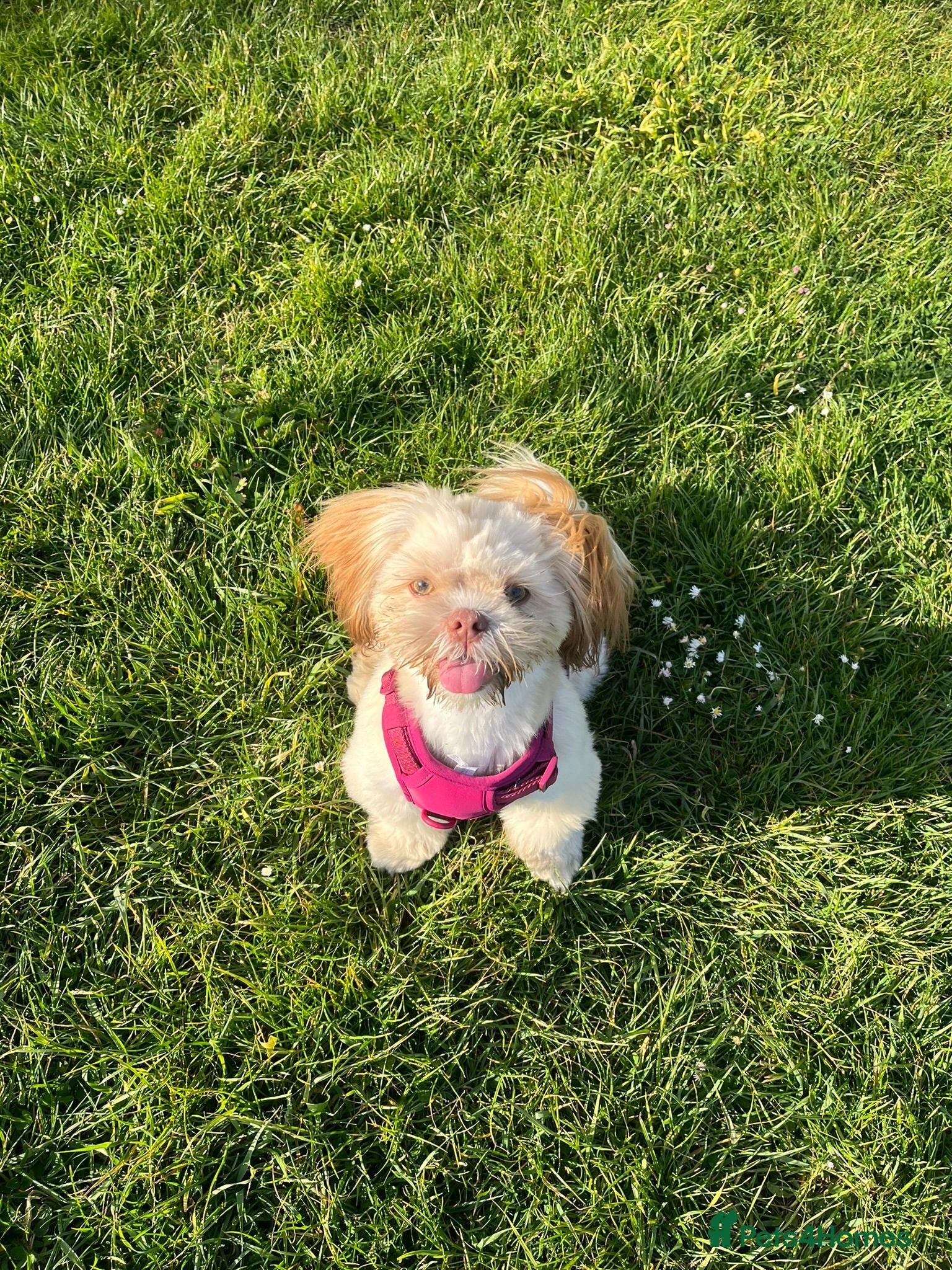 Shih Tzu dogs for sale: 8 month old Lilac Shih Tzu  in Broadstairs - Advert 7