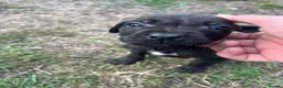 Mixed Breed dogs for sale: Puppy’s for sale in Market Rasen - Advert 33