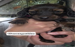 Dachshund dogs for sale: Red long-haired standard dachshund puppies - Image 7