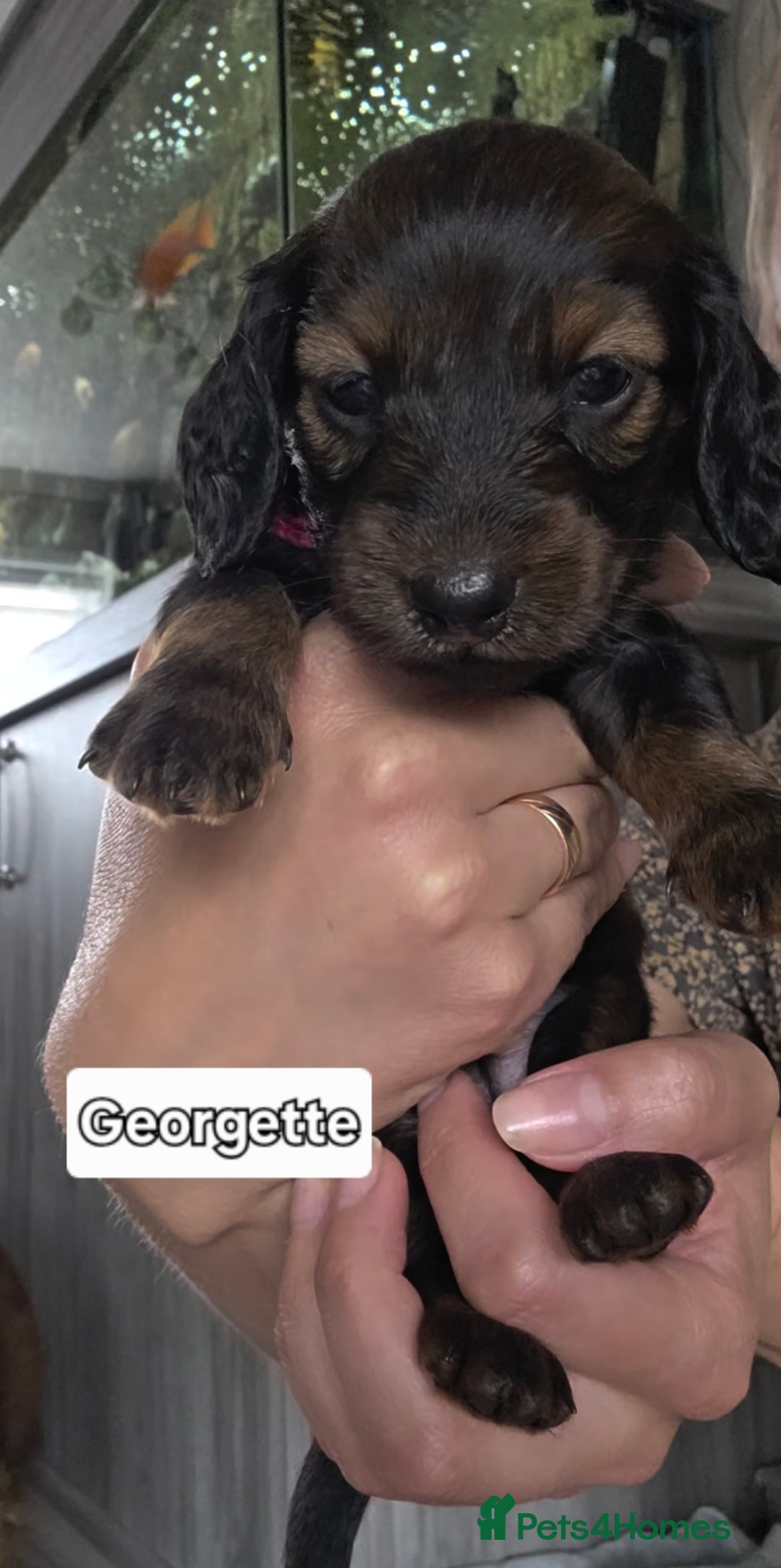 Dachshund dogs for sale: Red long-haired standard dachshund puppies - Image 7