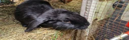 Dwarf Lop rabbits for sale: Adorable, Friendly. Laidback Dwarf Lop Boys 🐰🥰 - Advert 23