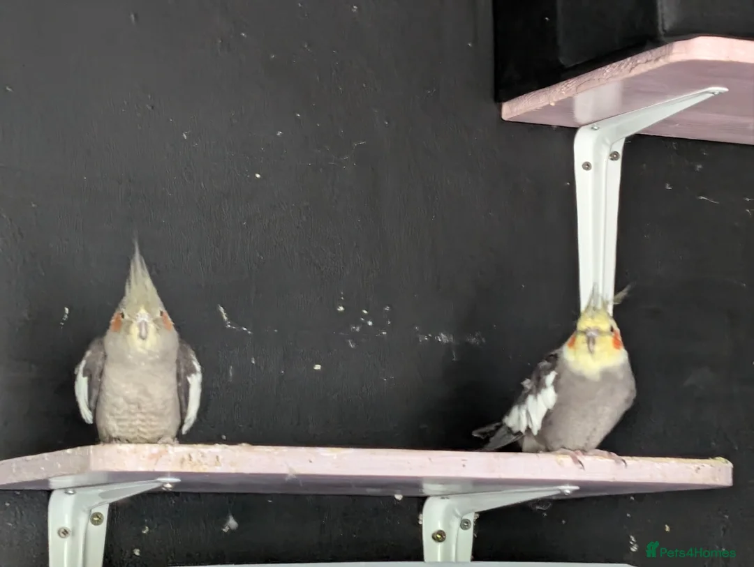 Cockatiels birds for sale: Male/female pair of cocktails to be rehomed in Crowborough - Advert 2