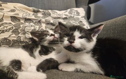 Mixed Breed cats for sale: Beautiful, playful kittens for sale - Image 5