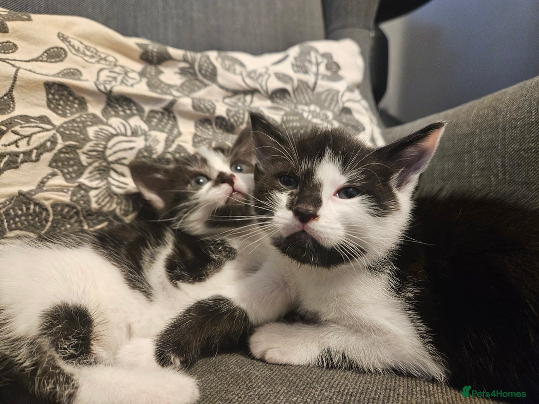 Mixed Breed cats for sale: Beautiful, playful kittens for sale - Image 5