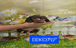 Miniature Dachshund dogs for sale: Beautiful miniature dachshund puppies - Image 4