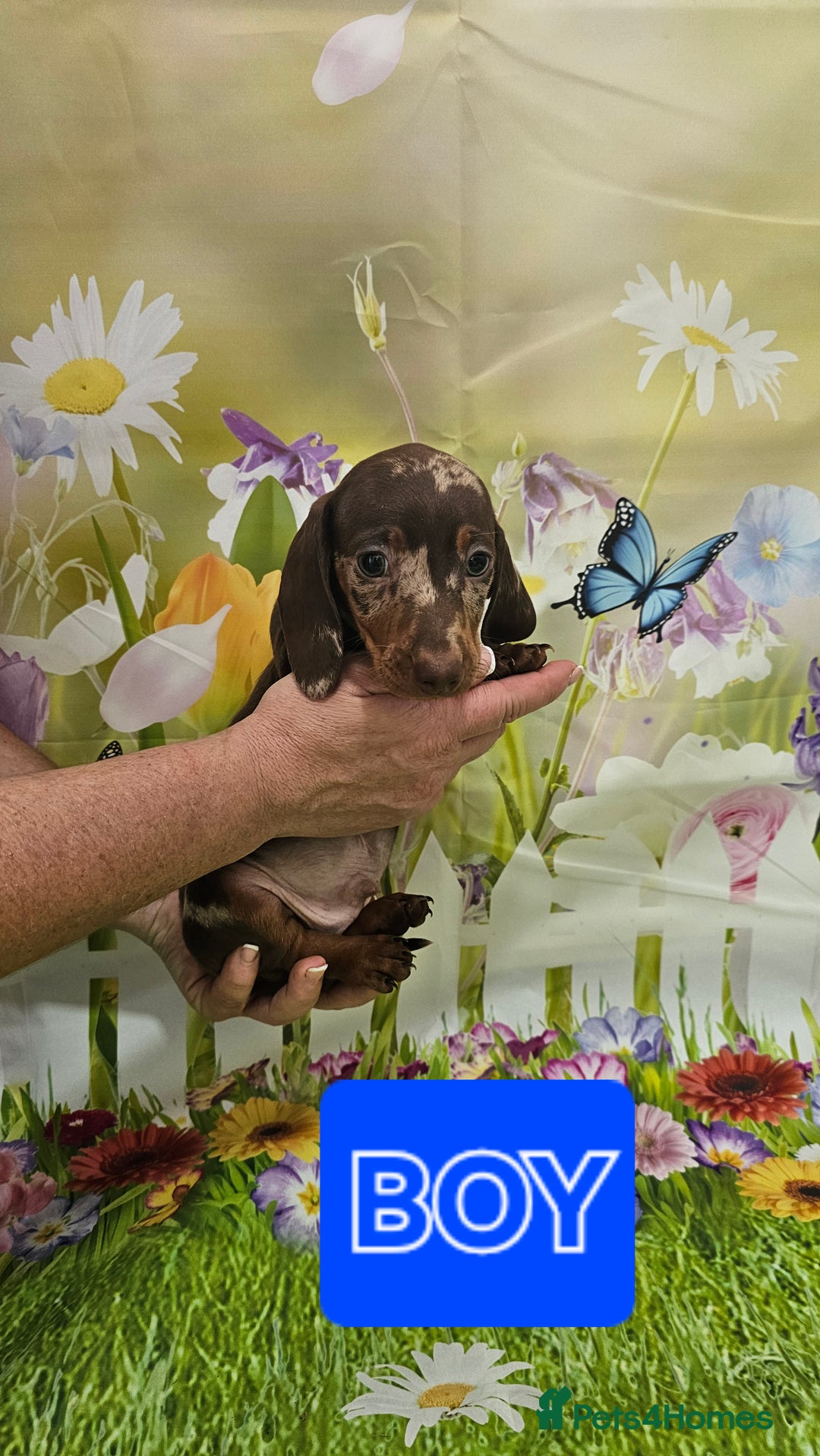 Miniature Dachshund dogs for sale: Beautiful miniature dachshund puppies - Image 4