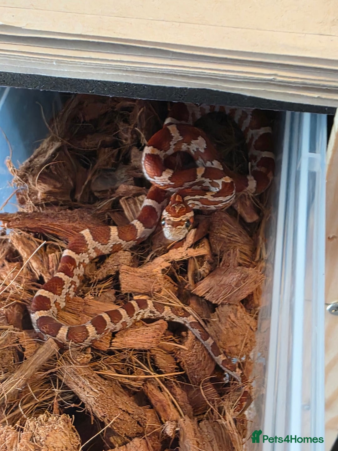 Corn Snake reptiles for sale: Triple het scaleless palmetto anery  - Advert 1