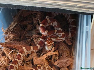 Corn Snake reptiles for sale: Triple het scaleless palmetto anery - Advert 2