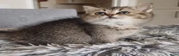 British Shorthair cats for sale: Beautiful TICA Scottish Straight and Fold kittens  - Advert 3