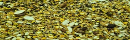Mouse rodents for sale: 🐿️ Micro squirrels, African Pygmy dormouse mouse - Advert 4