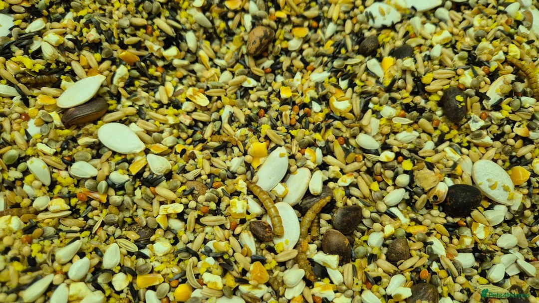 Mouse rodents for sale: 🐿️ Micro squirrels, African Pygmy dormouse mouse - Advert 4