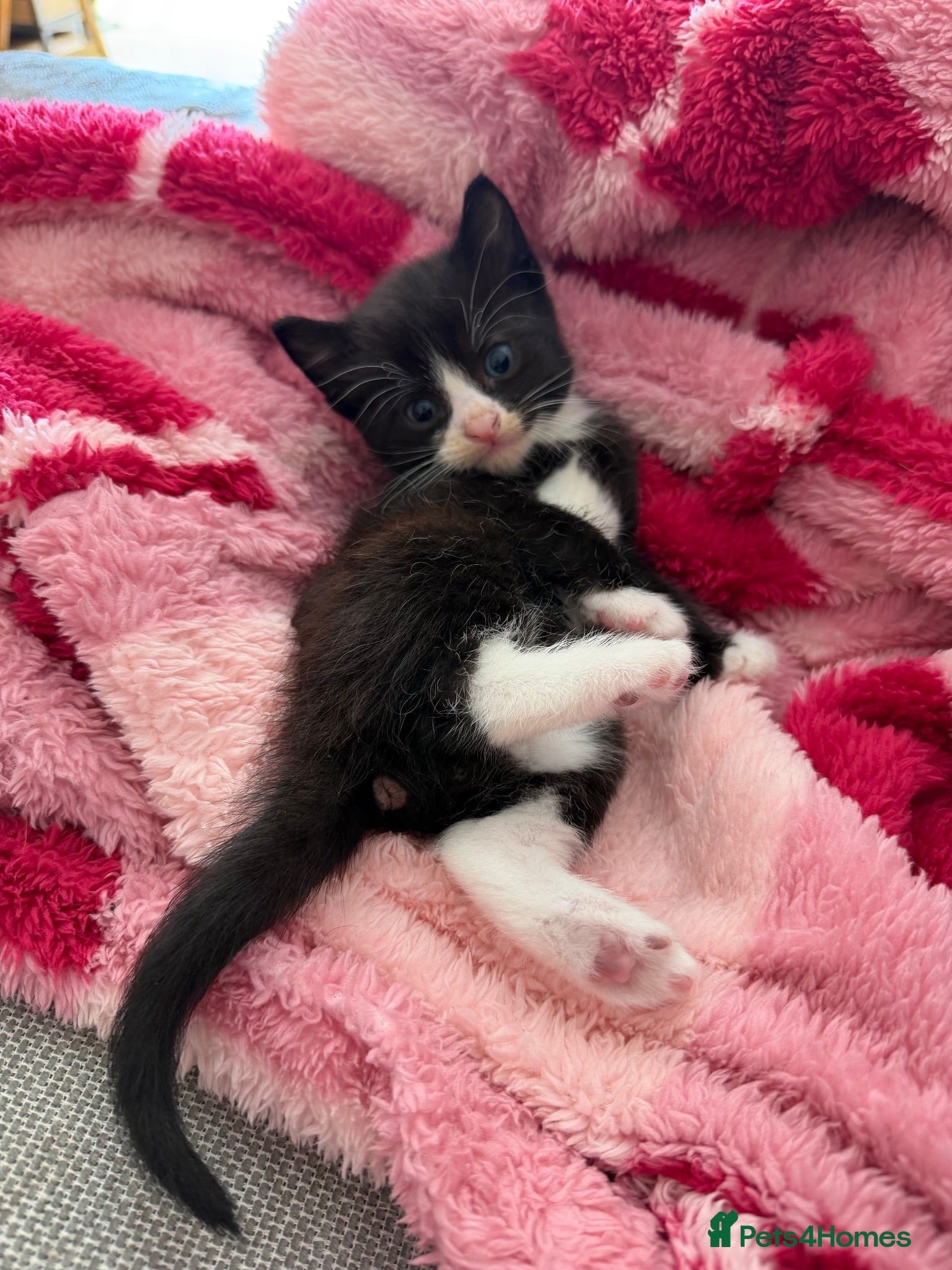 Mixed Breed cats Sphynx cross kittens  - Advert 8