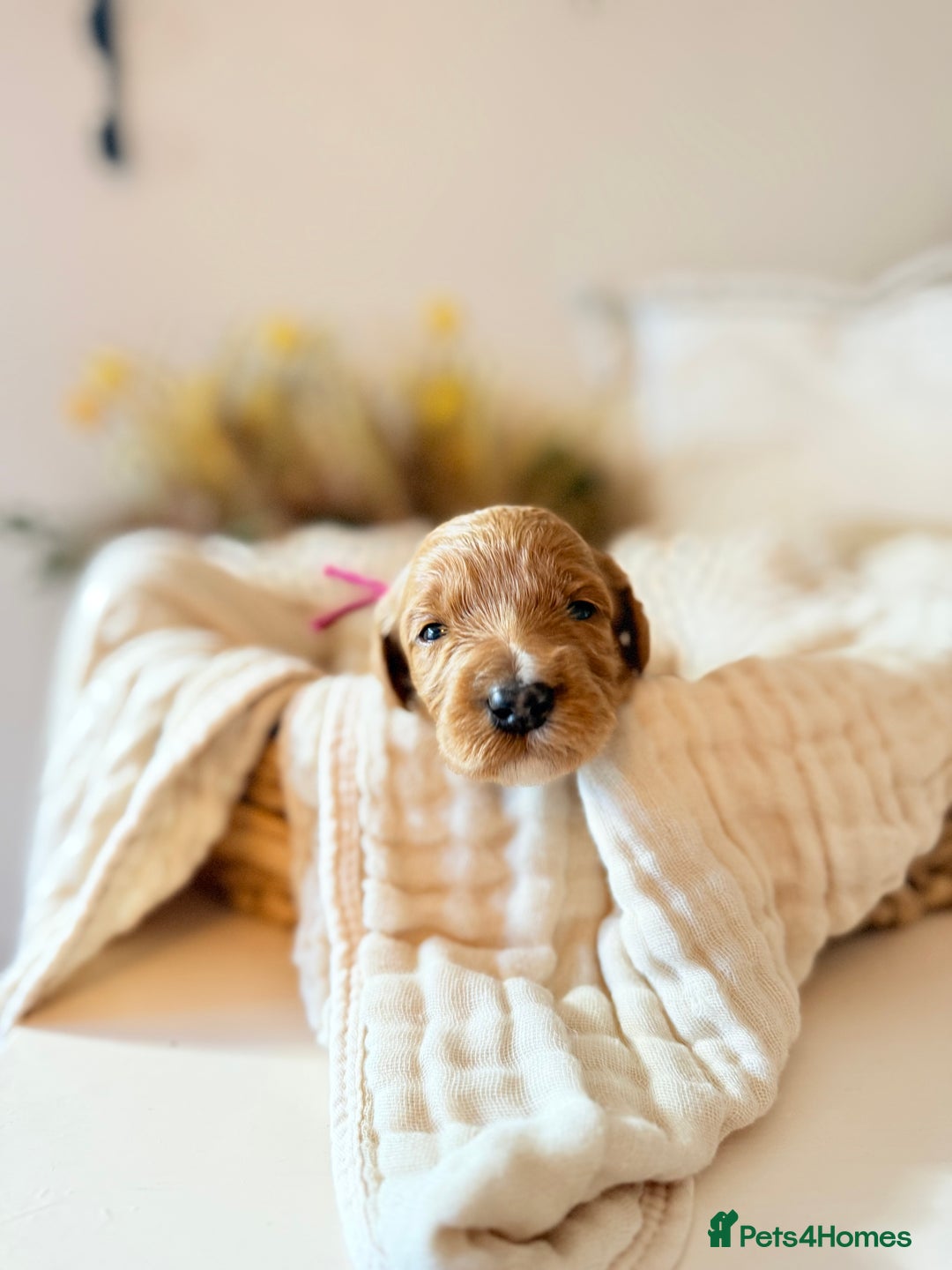 Australian Labradoodle dogs for sale: Red Australian Labradoodle Puppies - WALA Multigen - Image 5