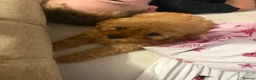 Cockapoo dogs for sale: Stunning cockapoo puppies ready now 😘❤️ - Advert 11