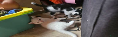 Mixed Breed Kitten 2