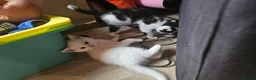 Mixed Breed cats for sale: Three beautiful kittens for sale - Advert 12