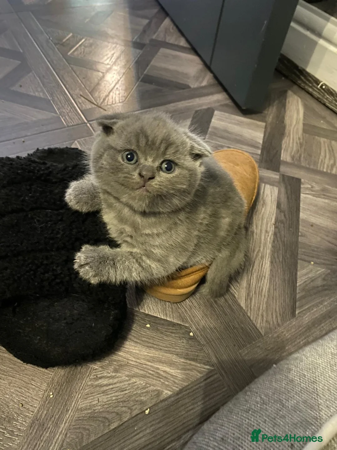 British Shorthair cats for sale: British shorthair snd scottish fold  - Advert 9