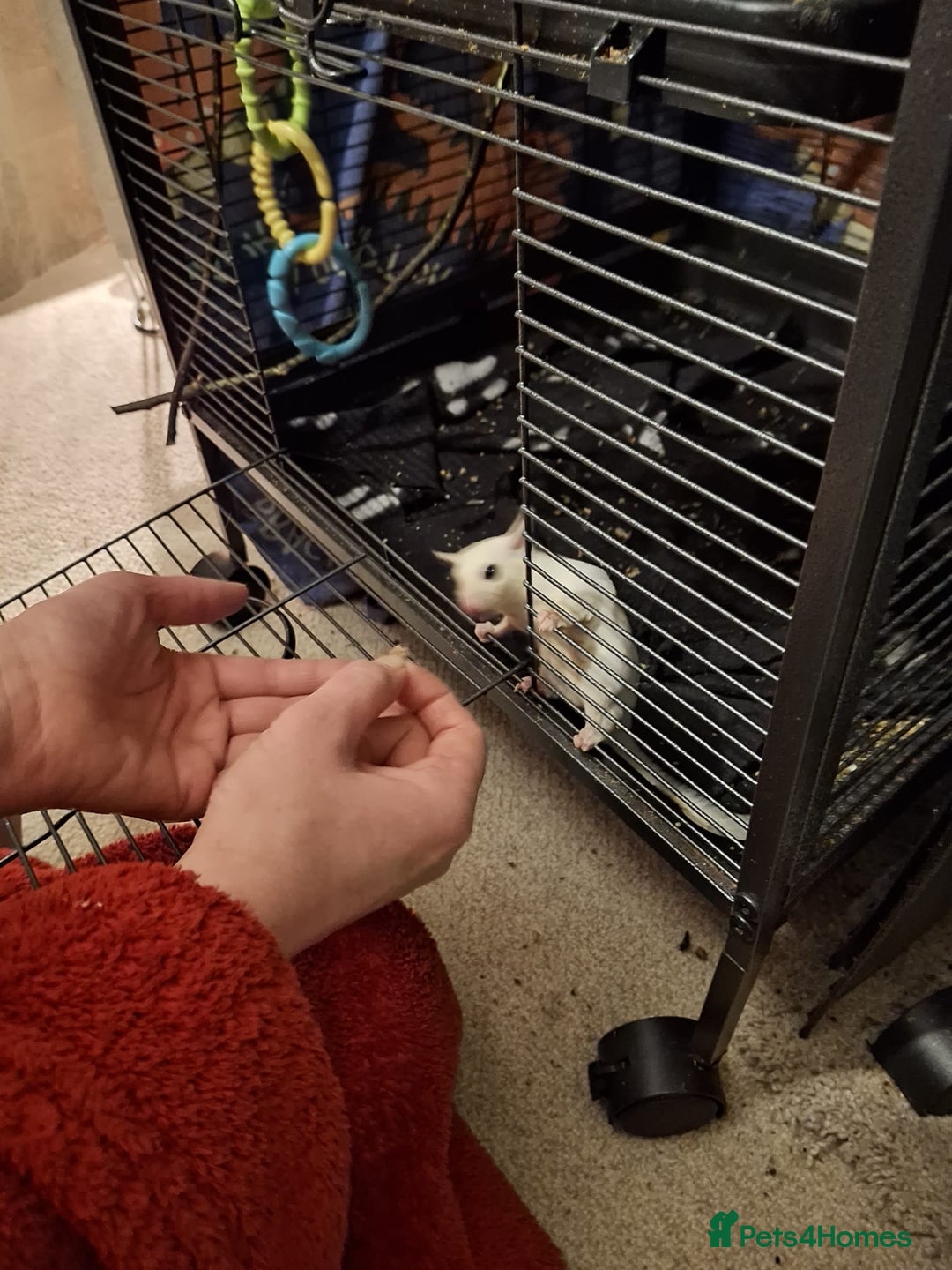 Sugar Glider rodents for sale: Pair of Leucistic Sugar Gliders - Advert 5