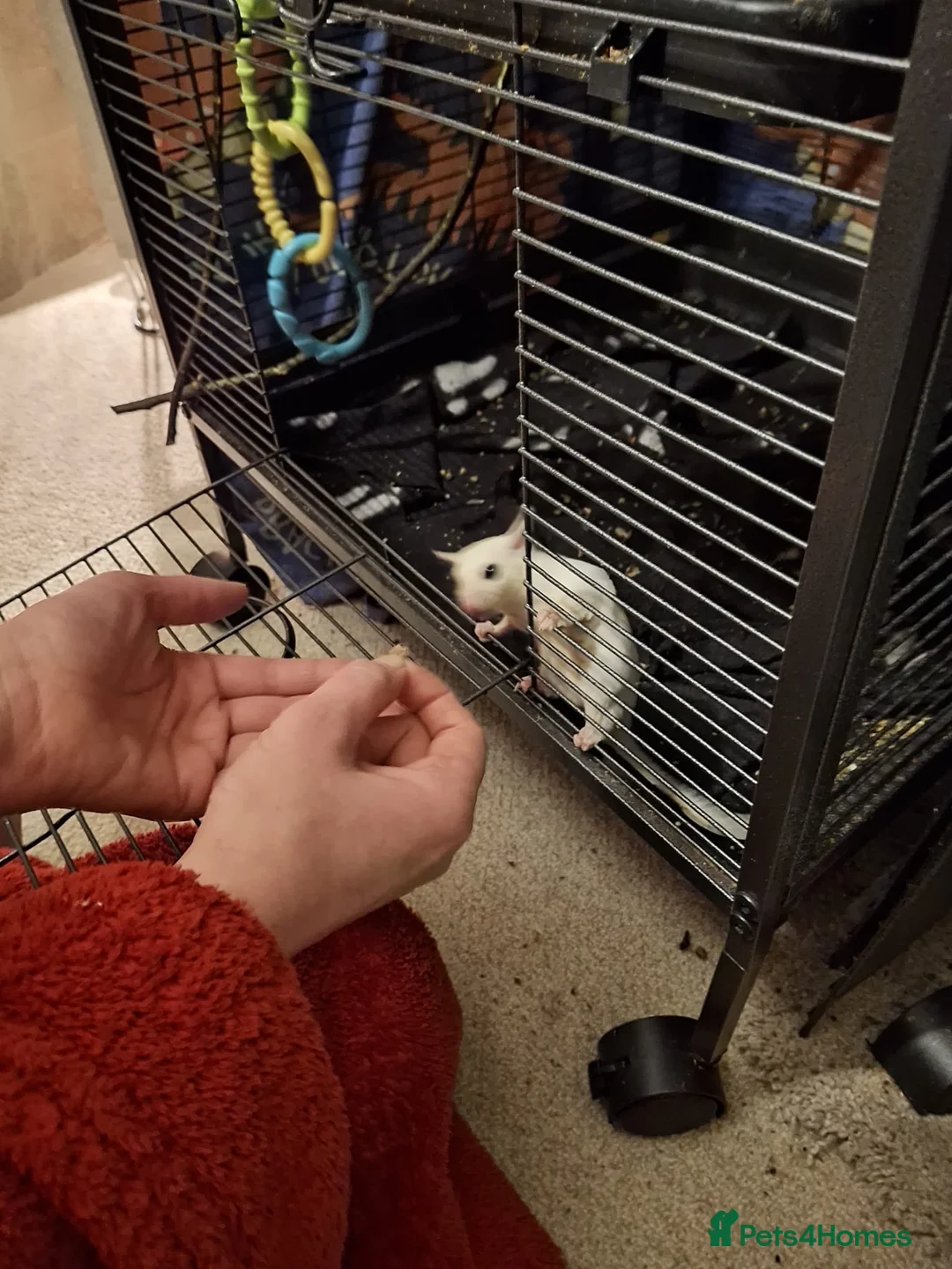 Sugar Glider rodents for sale: Pair of Leucistic Sugar Gliders - Advert 5