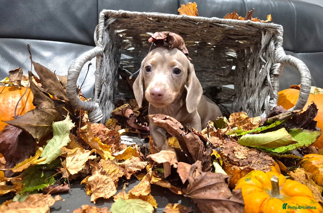 Miniature Dachshund dogs for sale: TRUE MINIATURE DASCHUND BABIES only 5 - Image 31