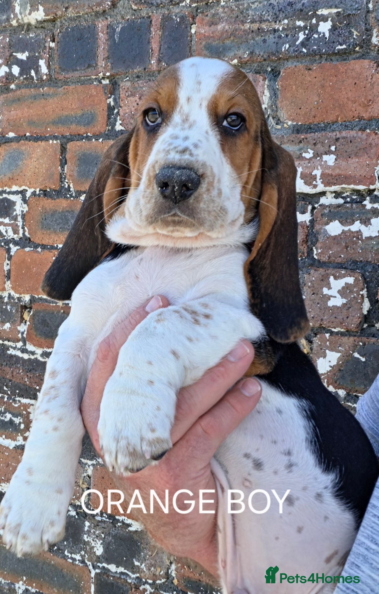 Basset Hound dogs KC BASSET HOUND PUPPIES FROM HEALTH TESTED PARENTS - Advert 2