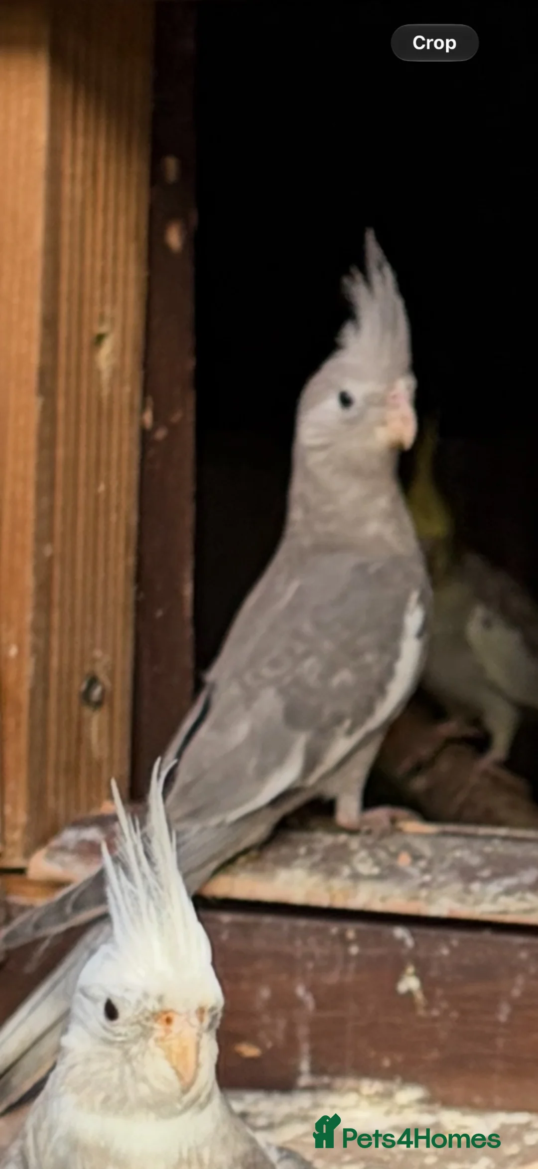 Cockatiels birds for sale: Young Cockatiels - Advert 1