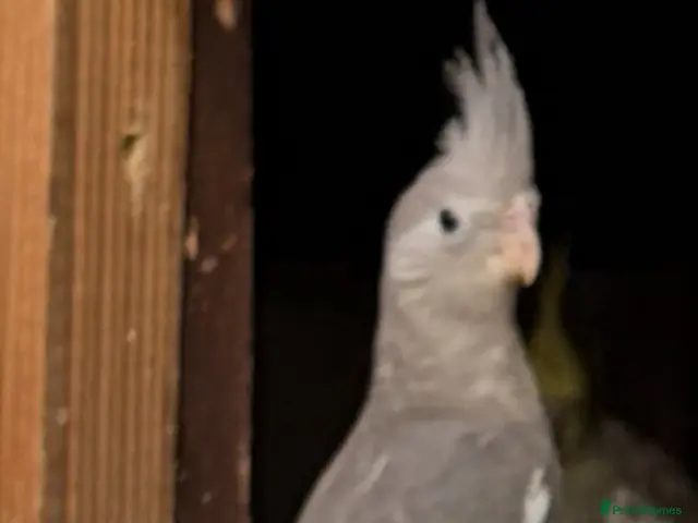 Cockatiels birds for sale: Young Cockatiels - Advert 1