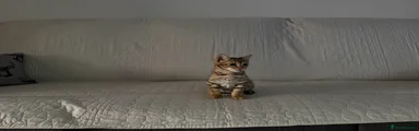 Bengal 2