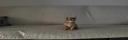 Bengal cats for sale: Stunning beautiful bengal kittens  - Advert 6