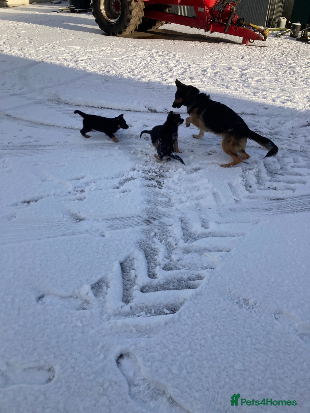 German Shepherd dogs for sale: Purebred German Shepard Male Puppies - Advert 4