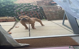 Mixed Breed dogs for sale: Reggie 3 year old intact male  - Image 4