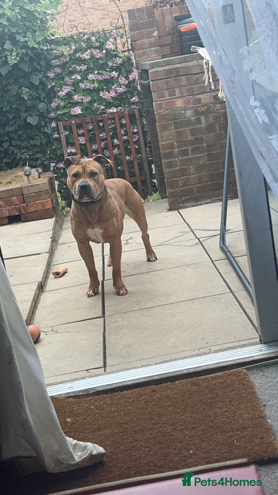 Mixed Breed dogs for sale: Reggie 3 year old intact male  - Image 4