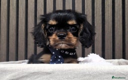 Cavalier King Charles Spaniel dogs for sale: Gorgeous Cavalier Puppies Ready2Go - Image 8