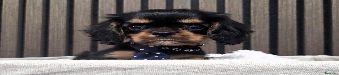 Blue collar/tie black & tan boy