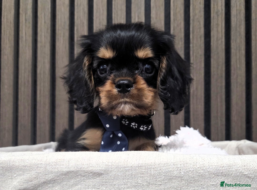 Cavalier King Charles Spaniel dogs for sale: Gorgeous Cavalier Puppies Ready2Go - Image 8