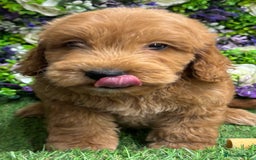 Cockapoo dogs for sale: 🐶 Gorgeous F1 Cockapoo Puppies –  Vet Checked  - Image 12