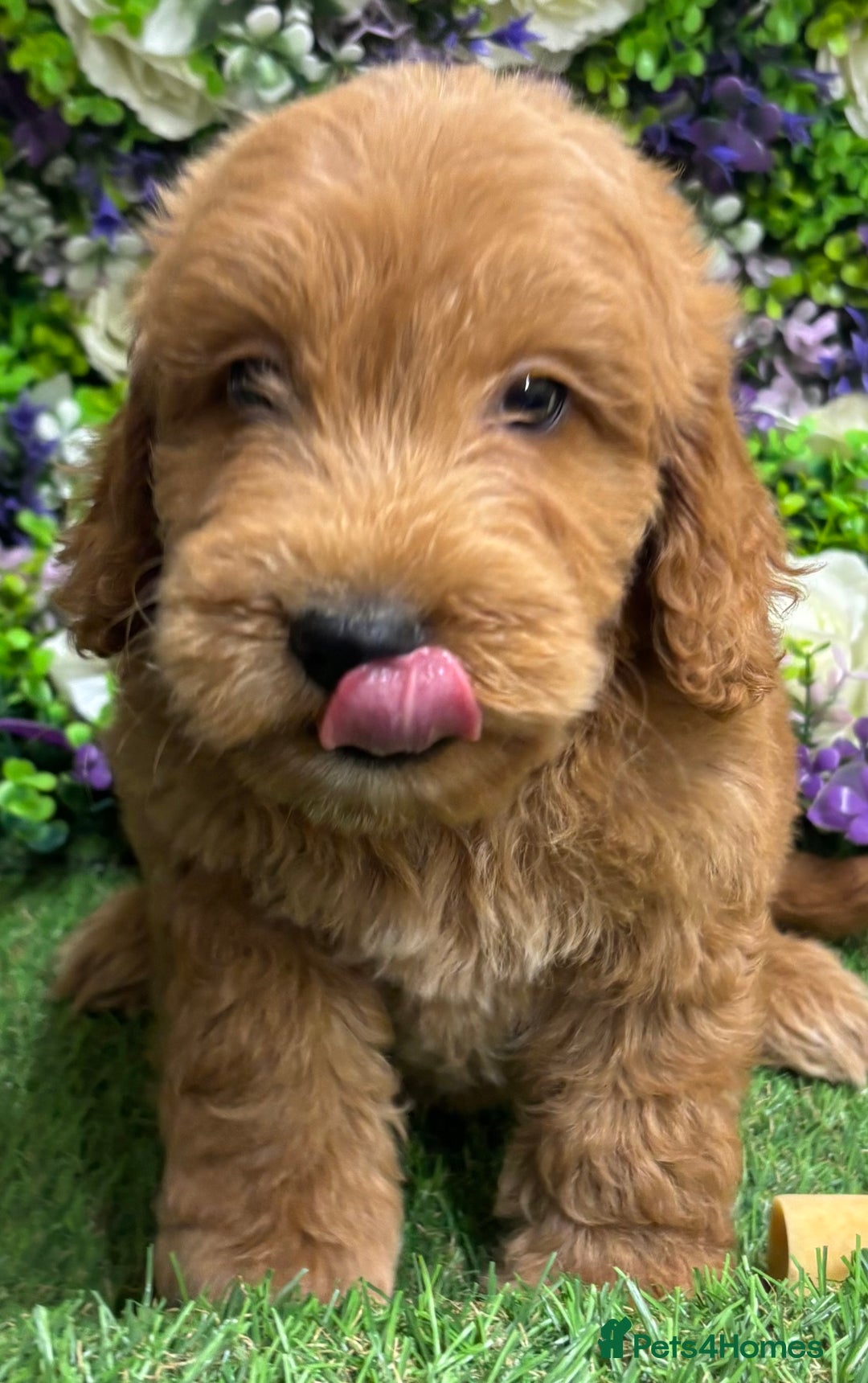 Cockapoo dogs for sale: 🐶 Gorgeous F1 Cockapoo Puppies –  Vet Checked  - Image 12