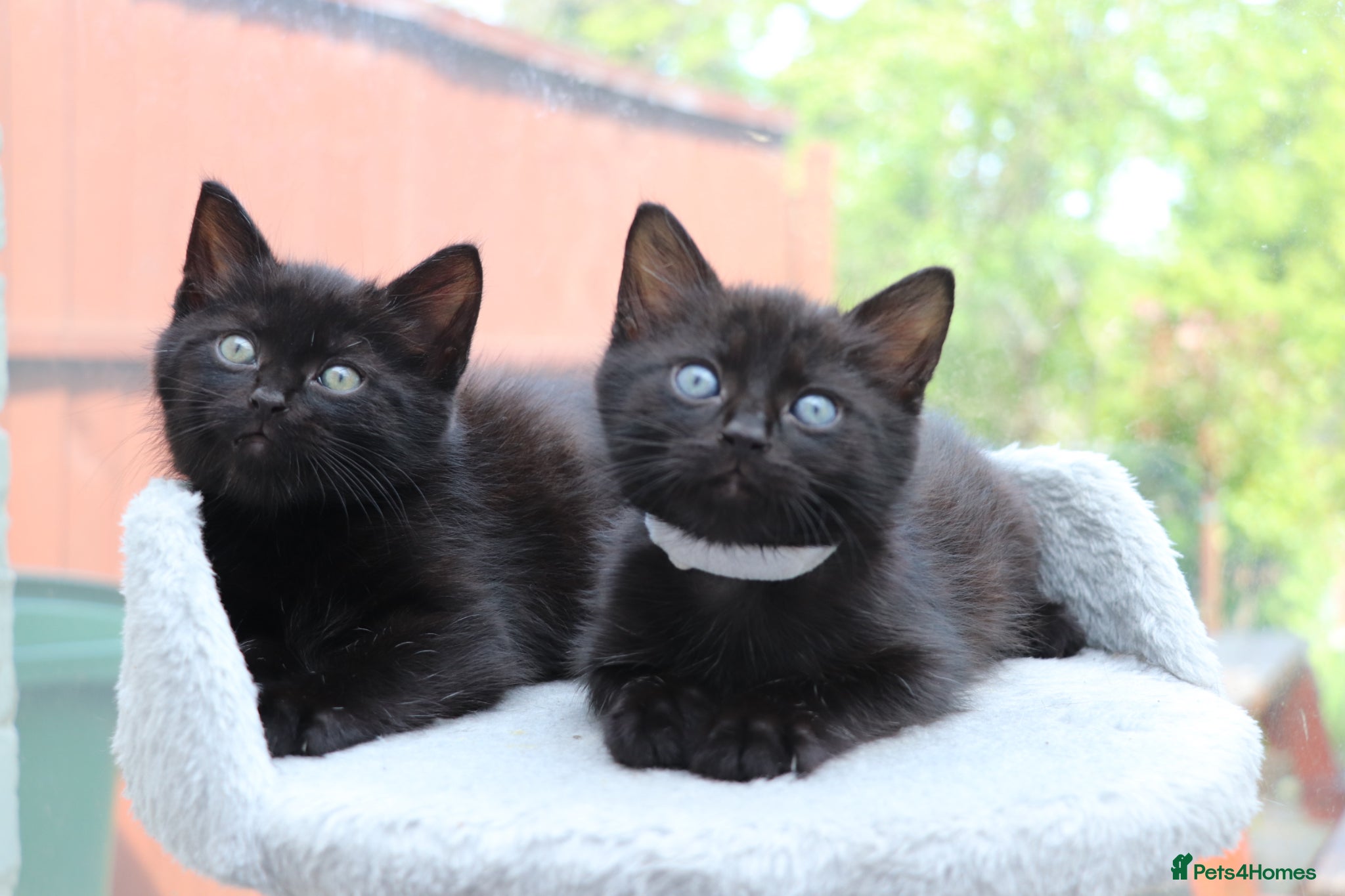 Domestic Shorthair cats Kittens Ready Next Week  - Advert 4