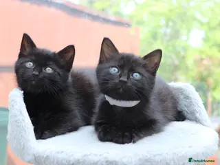 Domestic Shorthair cats Kittens Ready Next Week - Advert 5