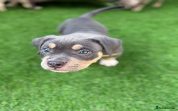 American Bully dogs for sale: American Bully Pocket  - Image 20